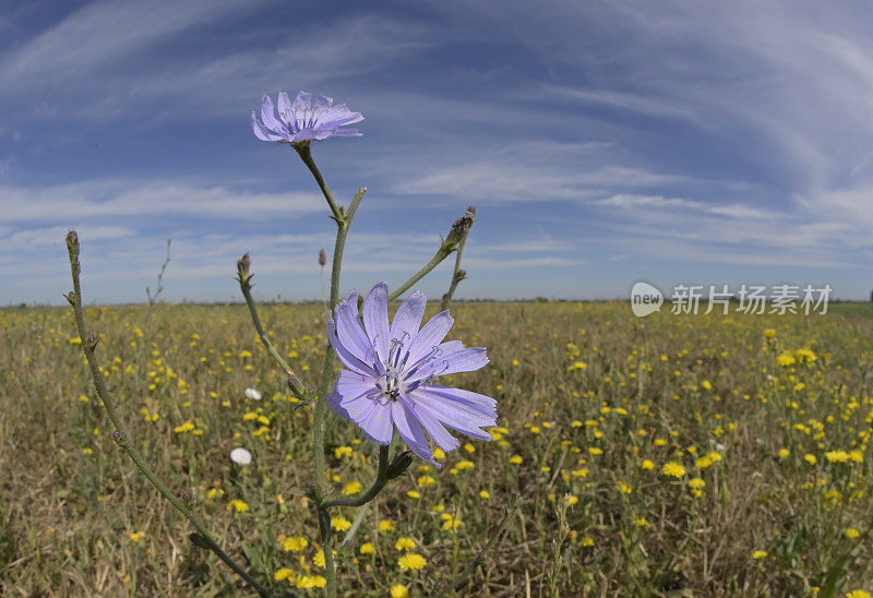 菊苣(Cichorium intybus)